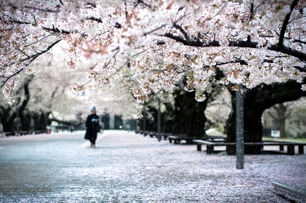 東京工業大学の桜_e0129669_00051236.jpg