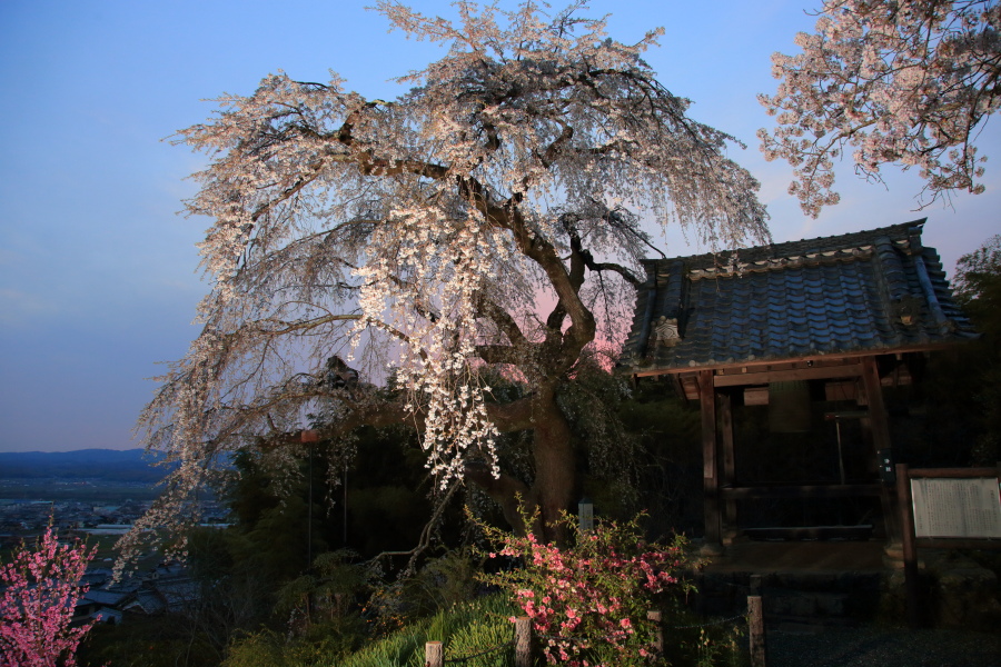 桜　2014 京都<地蔵禅院>　　　　　　　　　　　　　　　　　　　　_f0021869_23571761.jpg