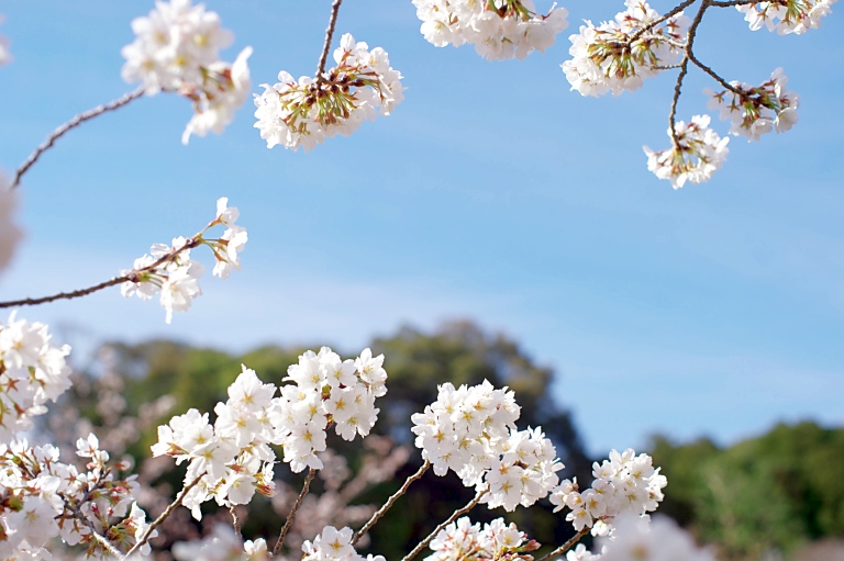 お昼はお花見で--1--　20140401_a0050572_16171590.jpg