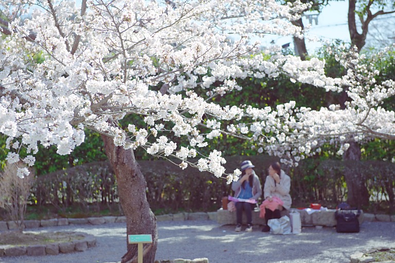 お昼はお花見で--1--　20140401_a0050572_16174114.jpg