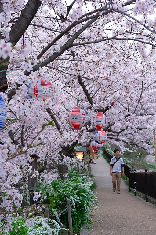 連日の夜桜--1--　20140403_a0050572_1735027.jpg