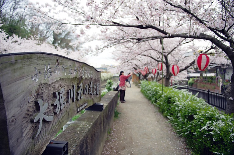 連日の夜桜--1--　20140403_a0050572_1745599.jpg