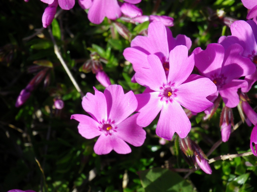 芝桜 シバザクラ 自然風の自然風だより 芝桜 シバザクラ 自然風の自然風だより