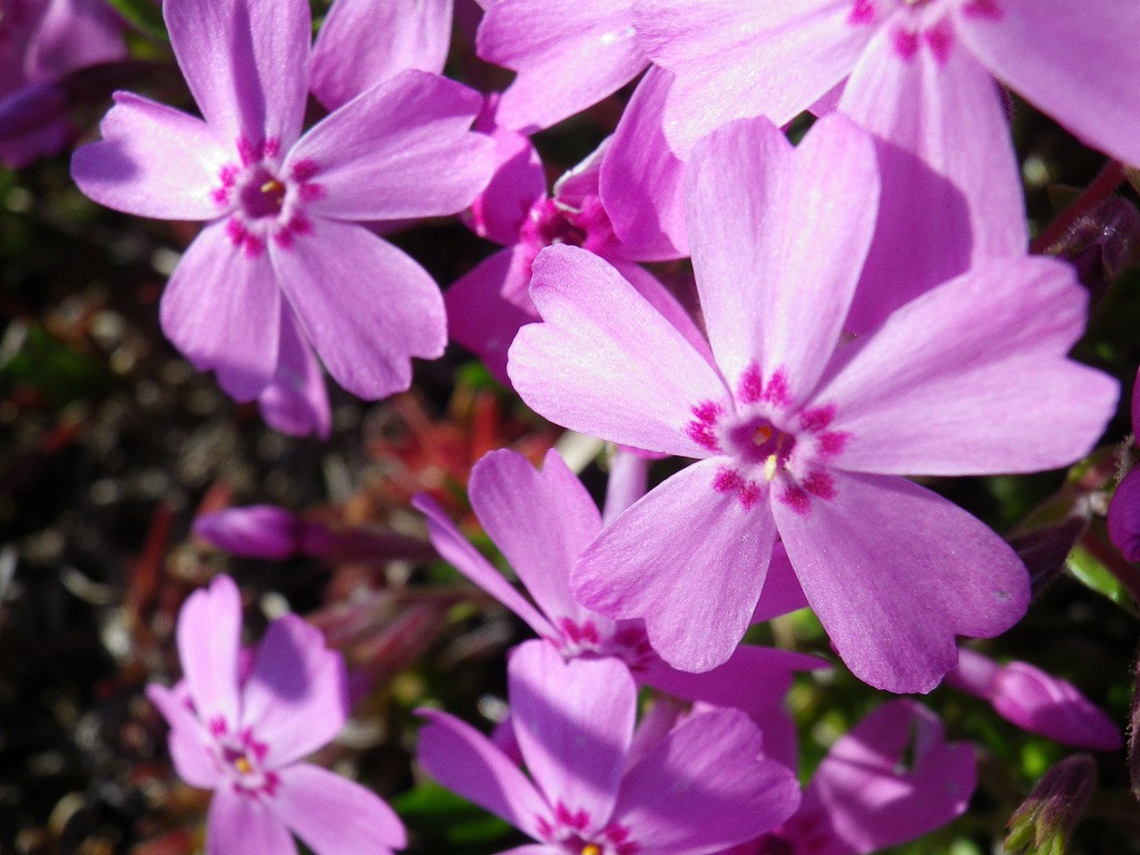 芝桜 シバザクラ 自然風の自然風だより 芝桜 シバザクラ 自然風の自然風だより