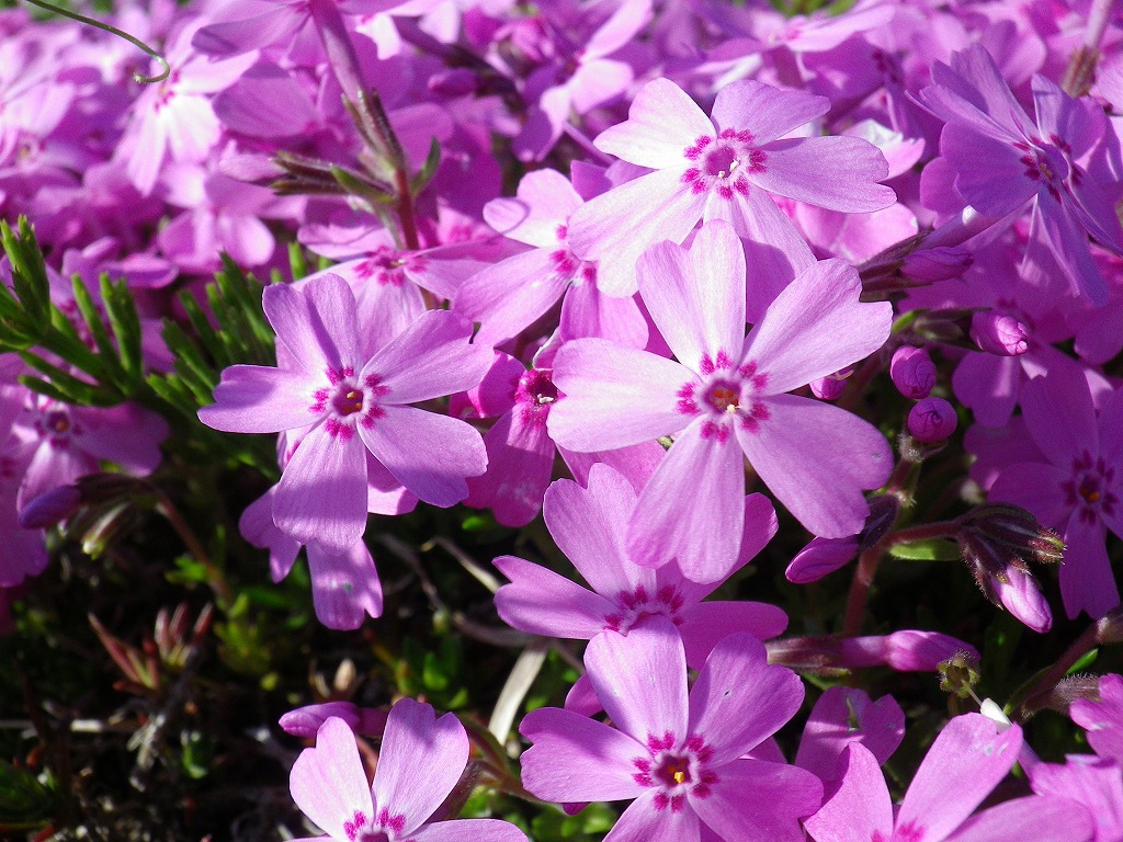 芝桜 シバザクラ 自然風の自然風だより