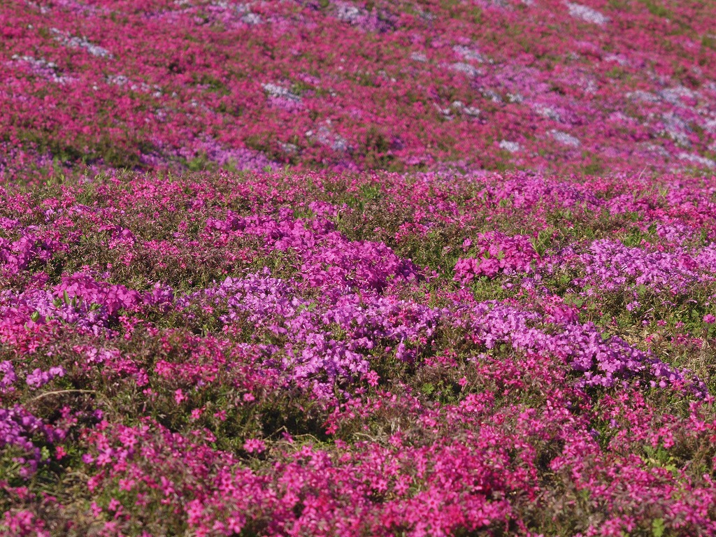 『芝桜(シバザクラ)』_d0054276_2031982.jpg