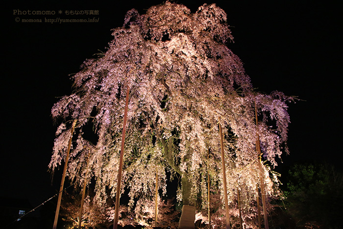 東寺の夜桜_a0318078_00514904.jpg