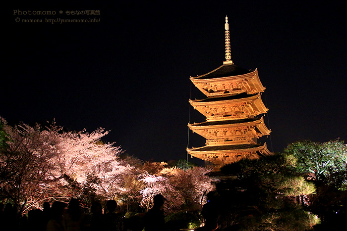 東寺の夜桜_a0318078_00514916.jpg