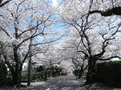 桜のトンネル_e0182178_13315864.jpg