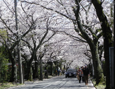 桜のトンネル_e0182178_1332485.jpg