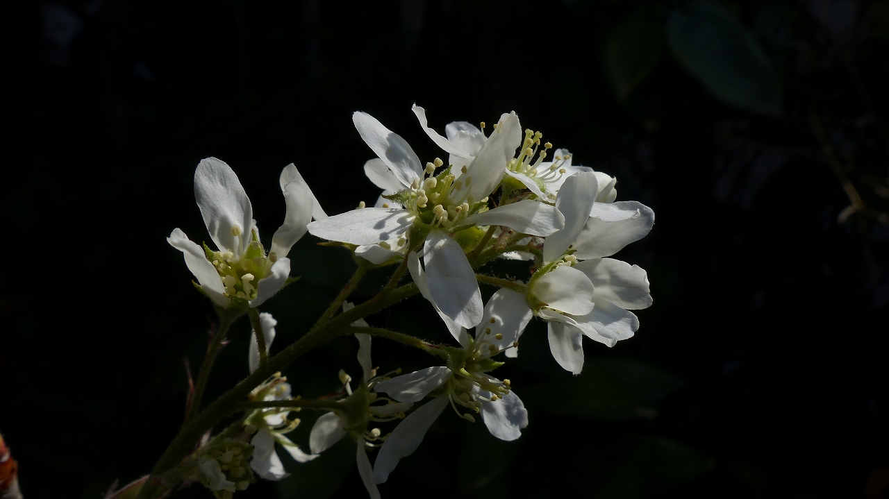 ジューンベリーの花が咲いたよ　【 日記 2014　4/10（木) 】_a0185081_1157236.jpg