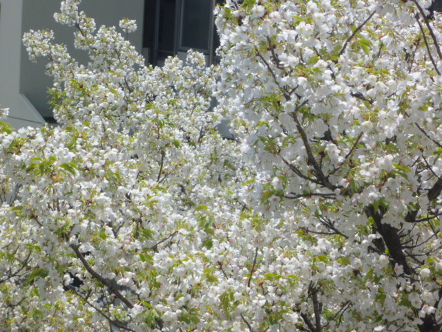 c0236283_8574367.jpg
