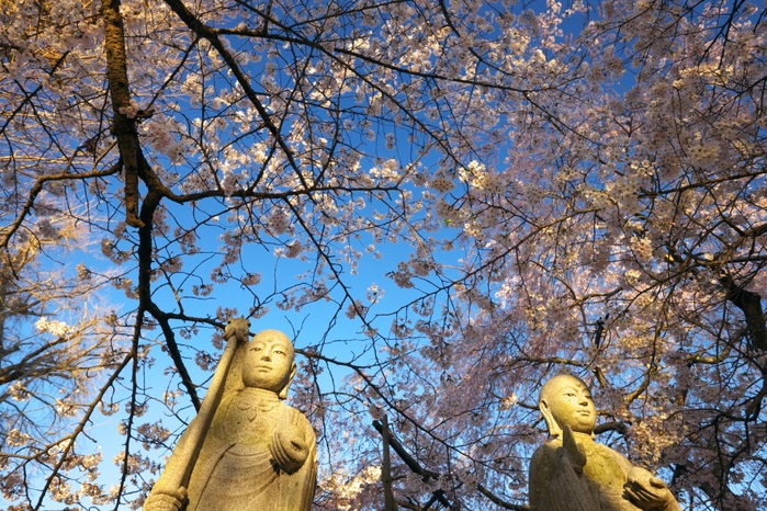 XF14mmF2.8で撮る　六地蔵寺の枝垂れ桜　２０１４・０４・０５_e0143883_18292492.jpg