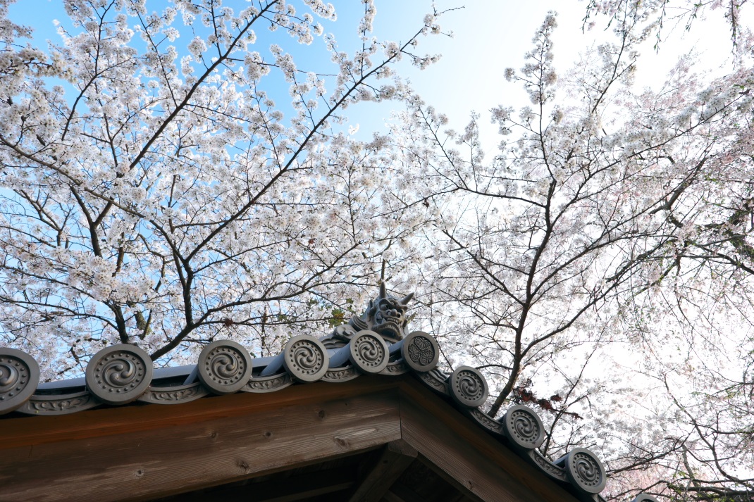 XF14mmF2.8で撮る　六地蔵寺の枝垂れ桜　２０１４・０４・０５_e0143883_18342620.jpg