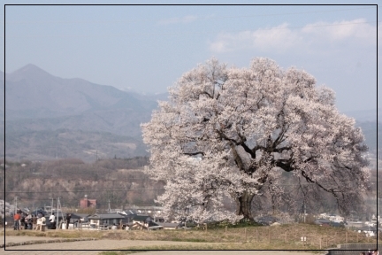 王仁塚の桜　と　山高・神代桜　～山梨～_b0207284_558393.jpg