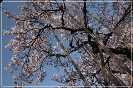 王仁塚の桜　と　山高・神代桜　～山梨～_b0207284_612296.jpg