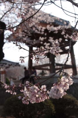 王仁塚の桜　と　山高・神代桜　～山梨～_b0207284_6224416.jpg