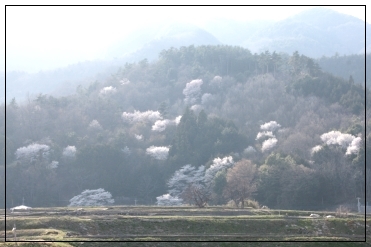 王仁塚の桜　と　山高・神代桜　～山梨～_b0207284_627890.jpg