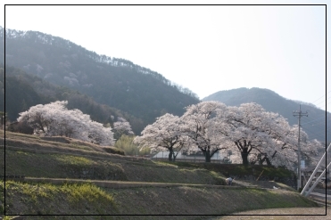 王仁塚の桜　と　山高・神代桜　～山梨～_b0207284_6281758.jpg