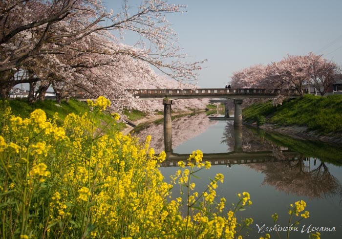 残りの桜を求めて_e0092186_21213417.jpg