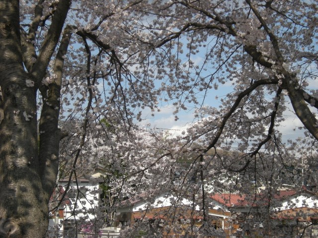 桜（4,10)_f0063887_012389.jpg