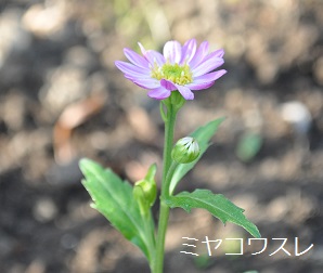 クンストの花も開花しそうです_a0143388_937369.jpg