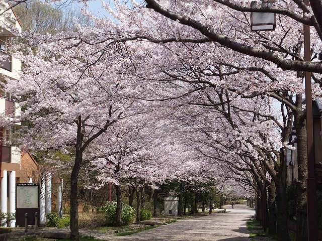 遊歩道の桜並木_a0223690_20312115.jpg