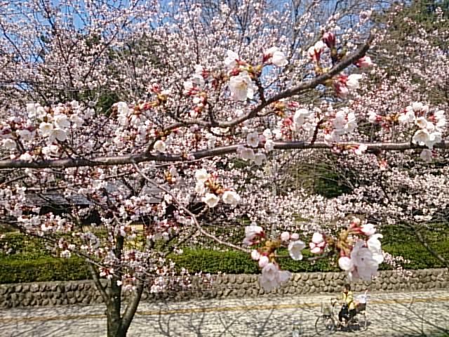 取り扱いチケットのお知らせ。4月10日現在。_e0046190_16433083.jpg