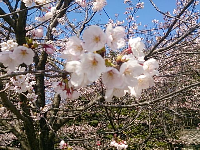 取り扱いチケットのお知らせ。4月10日現在。_e0046190_16441888.jpg