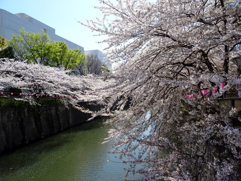 2014・桜Week4(八芳園～目黒川沿いの桜)_d0099791_17332583.jpg