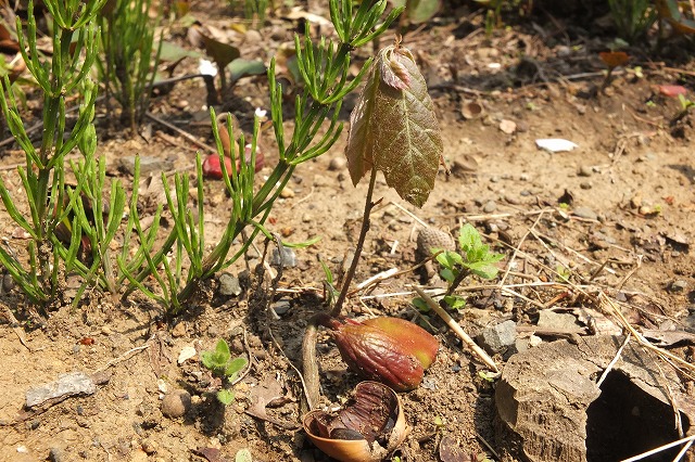 e0070891_21572768.jpg