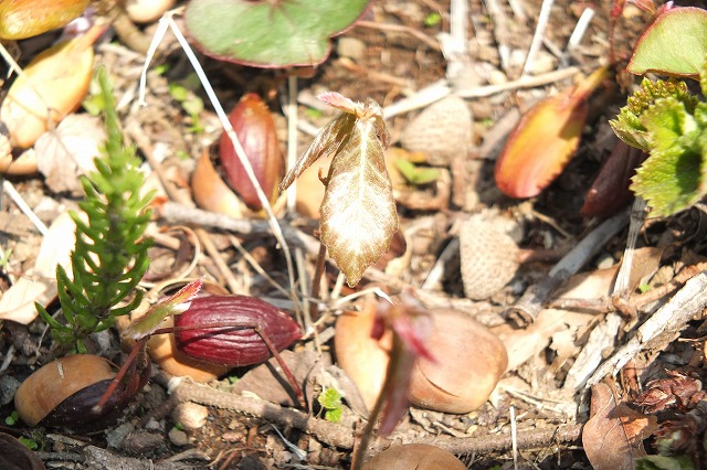 e0070891_21573616.jpg