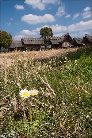 吉野ヶ里の春_e0176993_630498.jpg