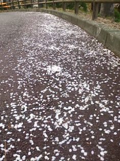 散らす桜吹雪もまた魅力的_f0203094_15382217.jpg