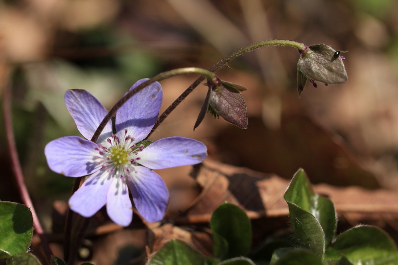 春爛漫の新潟　花の山へ　　２０１４．４．８(火)_c0213096_21485013.jpg