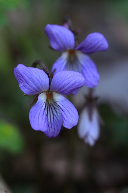 春爛漫の新潟　花の山へ　　２０１４．４．８(火)_c0213096_22405566.jpg