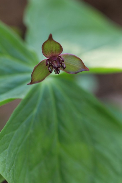 春爛漫の新潟　花の山へ　　２０１４．４．８(火)_c0213096_22431227.jpg