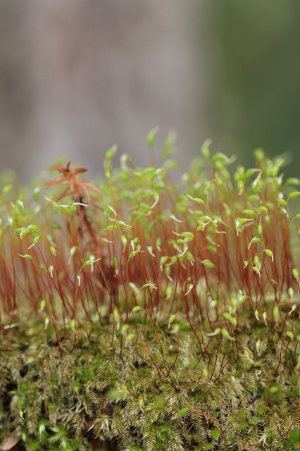 春爛漫の新潟　花の山へ　　２０１４．４．８(火)_c0213096_2259573.jpg