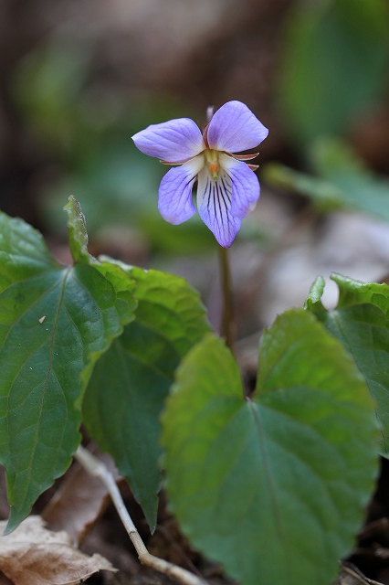 春爛漫の新潟　花の山へ　　２０１４．４．８(火)_c0213096_236874.jpg