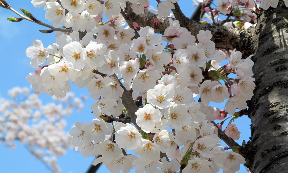 福島市「信夫山公園の桜」_b0301101_1157501.jpg