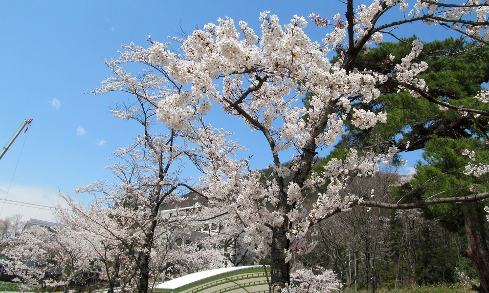 福島市「信夫山公園の桜」_b0301101_11593089.jpg