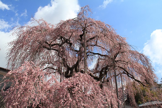 甲州・慈雲寺、勝沼ぶどう郷の桜2014_a0158702_14524832.jpg