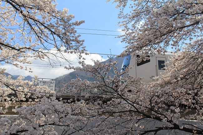 甲州・慈雲寺、勝沼ぶどう郷の桜2014_a0158702_14532376.jpg