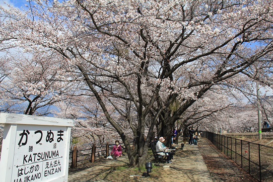 甲州・慈雲寺、勝沼ぶどう郷の桜2014_a0158702_14533695.jpg