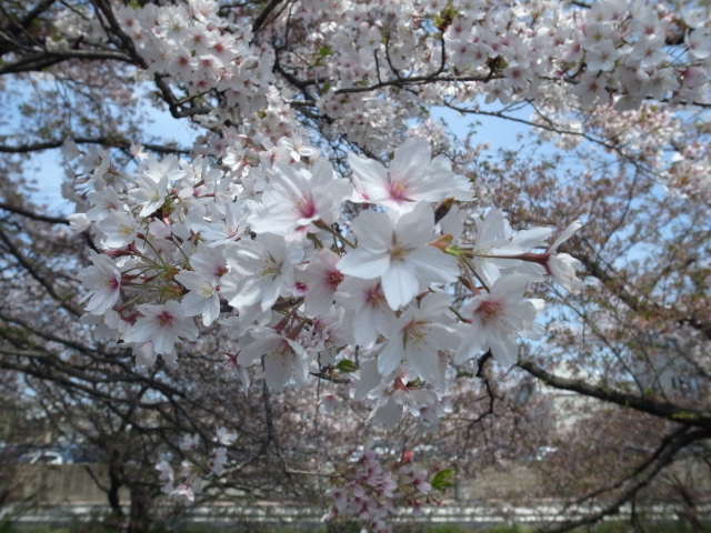 散る桜 残る桜も 散る桜 （良寛和尚）_f0197703_14355250.jpg