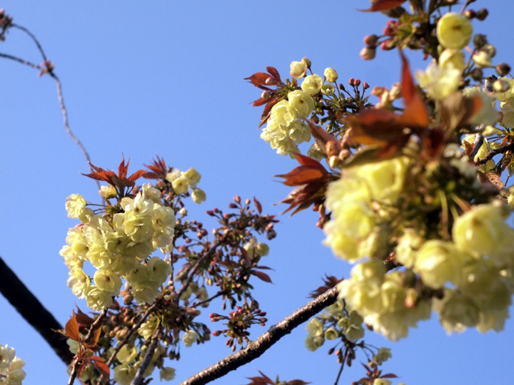 a0203305_1311433.jpg