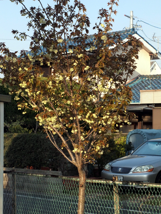 a0203305_1316832.jpg