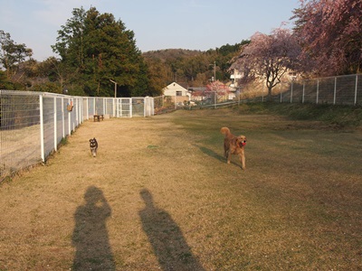 修善寺温泉旅館～絆～part2_f0254105_04467.jpg