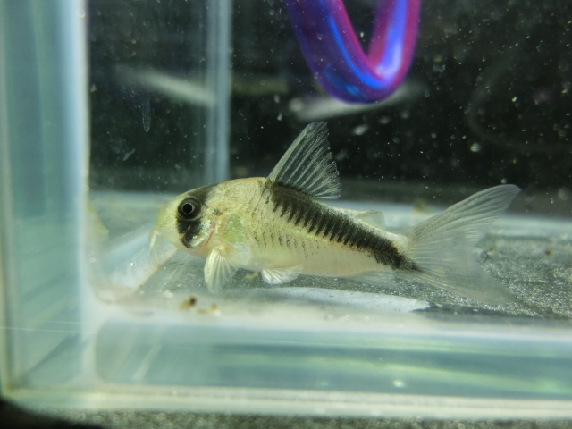 2014年熱帯魚入荷情報!Vol.09 (4/8~4/11)_b0141806_23205843.jpg