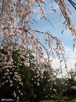 癒し色のしだれ桜・・・☆_c0098807_21443590.jpg